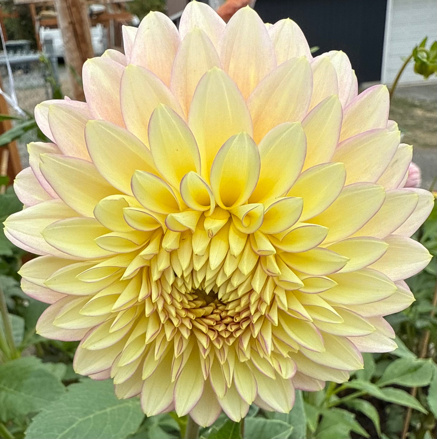 Bloomquist Blush