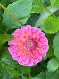 Clearview Peachy