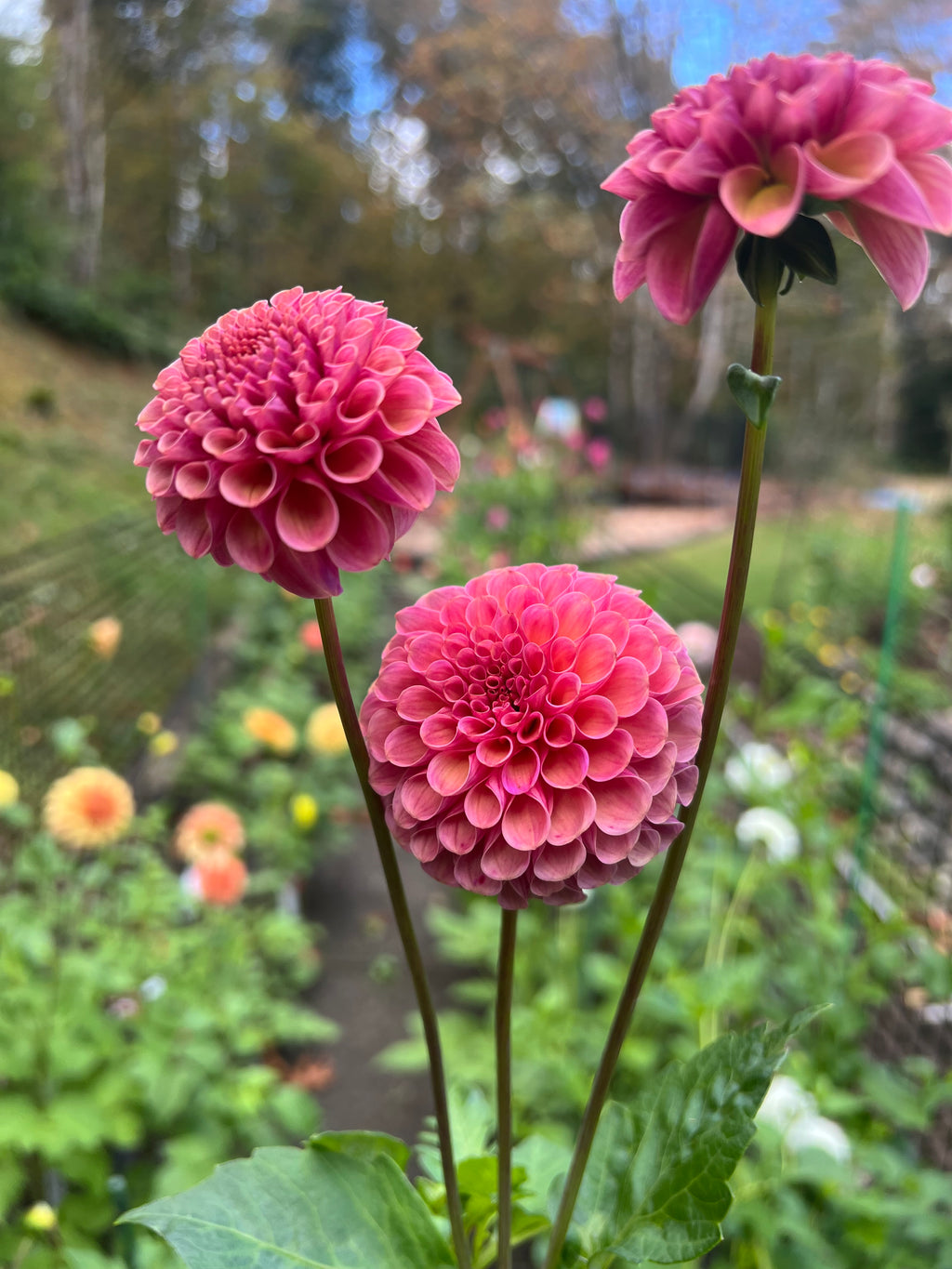 Koko Puff