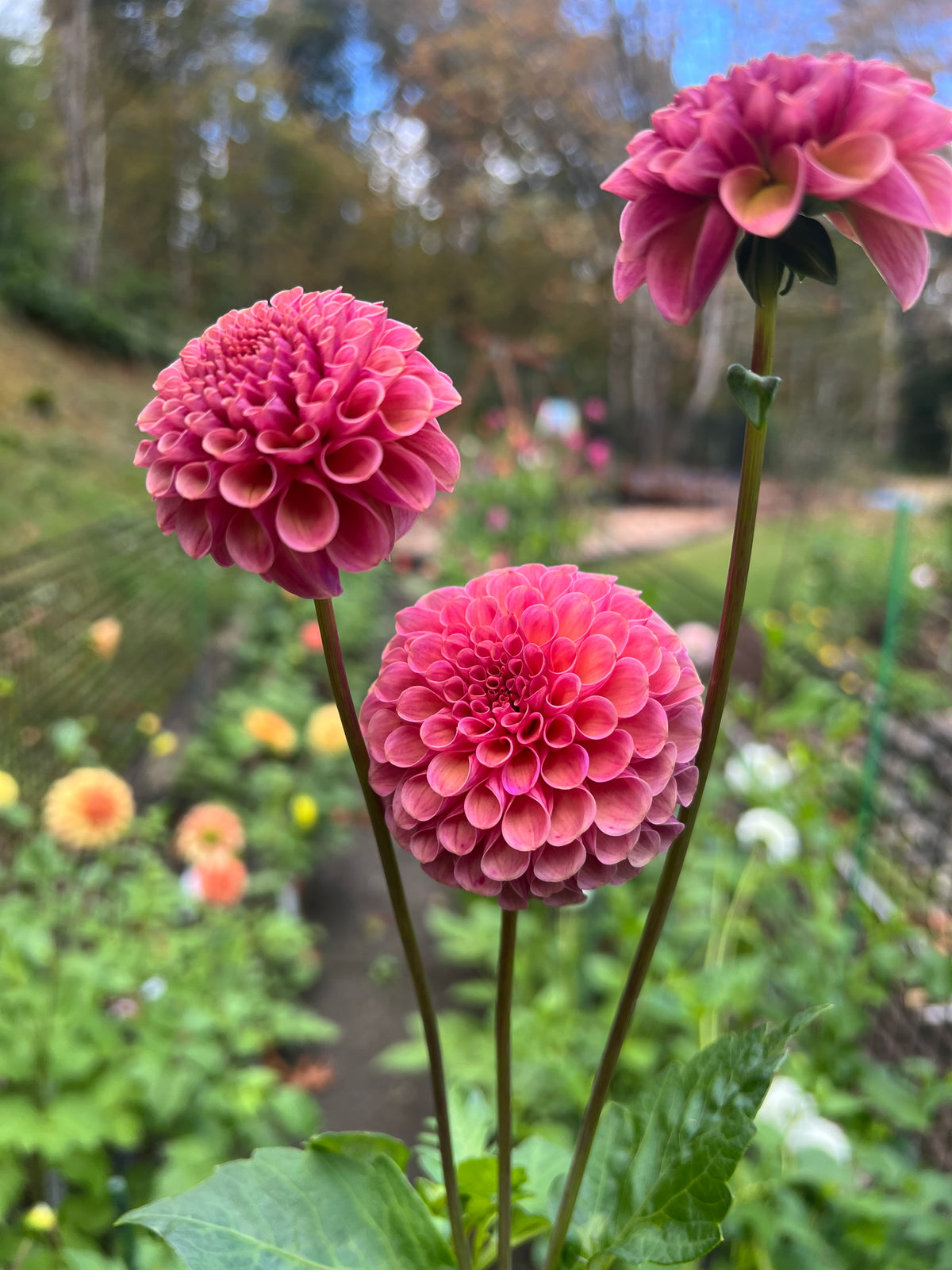 Koko Puff