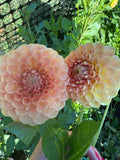 20th Ave Softer Peach