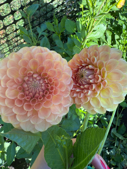 20th Ave Softer Peach