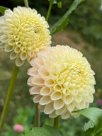 Hollyhill Pollyanna