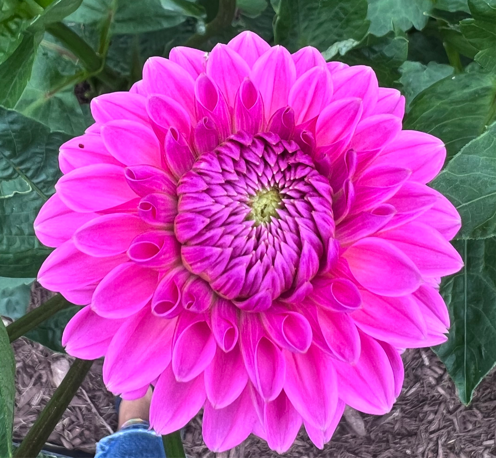 Pink Sylvia/Sandra