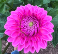 Pink Sylvia/Sandra