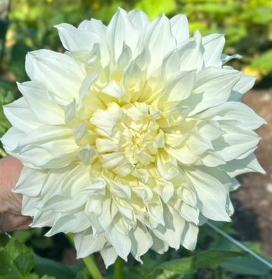 White Alvas