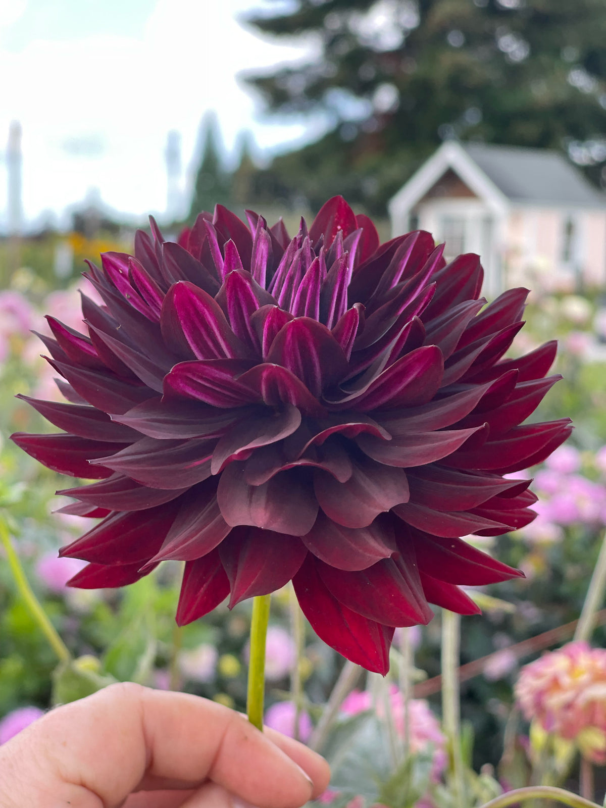 Hollyhill Black Beauty