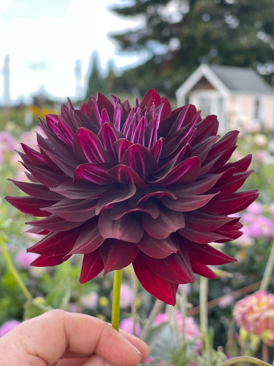 Hollyhill Black Beauty