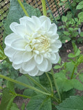 Orsett Beauty