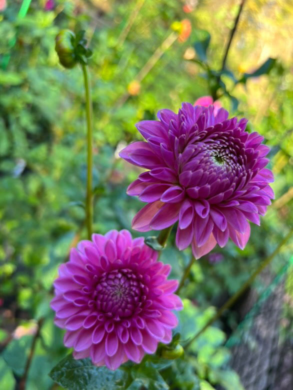 Pink Sylvia/Sandra